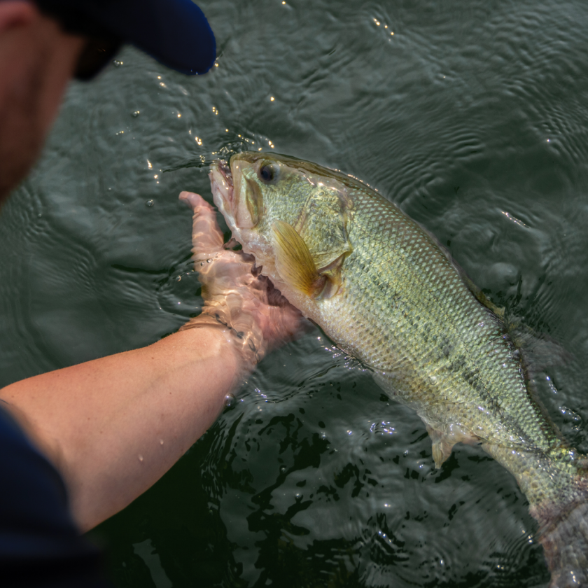 fish-population-survey-jones-lake-management-intro-2-2130x1401-1-1-1